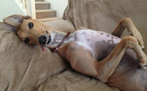 greyhound_in_funny_pose - their caption, not mine. In fact, it's quite a normal post for a grey! Greyhounds Funny, Racing Dogs, Greyhound Racing, Greyhound Rescue, Grey Hound, Sight Hounds, Greyhound Adoption, Greyhounds Racing, Greyhound Art