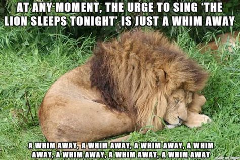 The 20 Funniest Animal Memes: "A Whim Away, a Whim Away..." Lion King Funny, Funny Lion, Animal Captions, Evil Laugh, The Lion Sleeps Tonight, Sleeping Animals, Animal Fun, The Judge, Love Disney