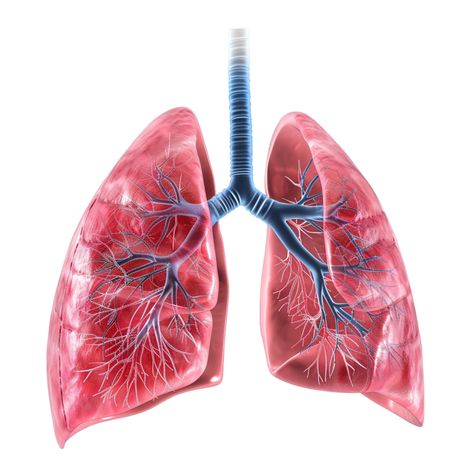 Understanding Lung Health Anatomy, Function, and Diseases Lung Anatomy, Lung Health, Hindi Worksheets, Lungs Health, Cityscape Photos, Heart With Arrow, Free Png, Food Animals, Anatomy