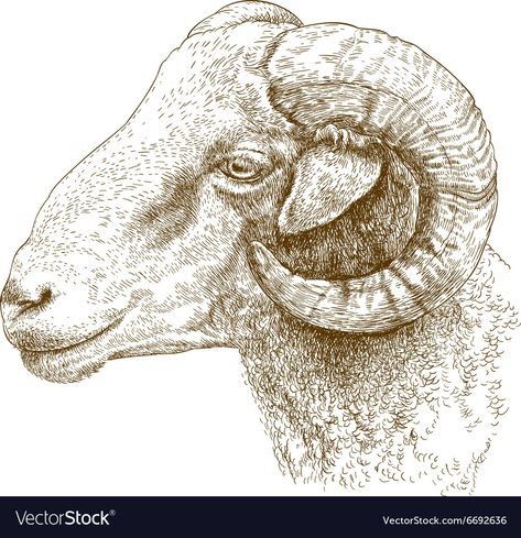 Sketch Head, Sheep Vector, Rams Head, Colorful Logo Design, Sheep Art, Circle Drawing, Drawing Examples, Ram Head, Drawing Heads