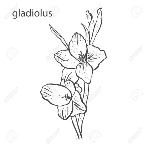 Gladius Flower Tattoo, Gladius Flower, Valley Tattoo, Botanical Sketchbook, Flower Tattoo Drawings, Gladiolus Flower, Vine Tattoos, Roses Drawing, Roald Dahl