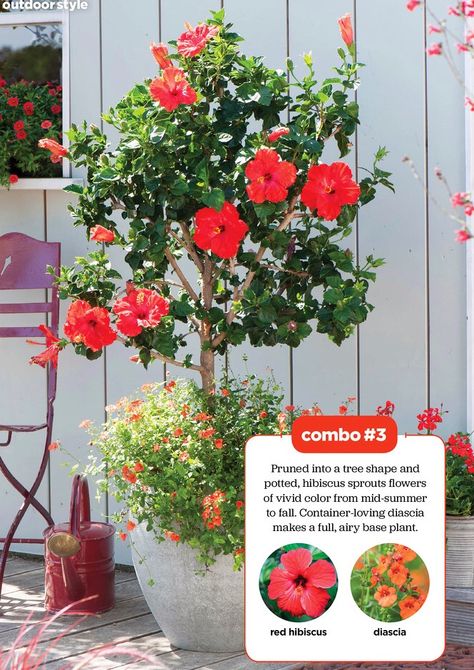 I saw this in the May 2016 issue of HGTV Magazine.   http://bit.ly/1mzvglC Hibiscus Tree, Backyard Renovation, Patio Trees, Potted Plants Outdoor, Hibiscus Plant, Growing Gardens, Flower Pots Outdoor, Rock Garden Landscaping, Patio Plants