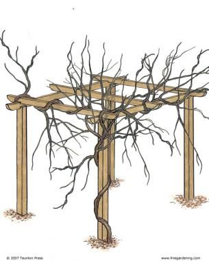 Wisteria Trellis Diy, Wisteria Vine Trellis, Growing Wisteria Trellis, How To Grow Wisteria, Training Wisteria, Wisteria Pruning, Growing Wisteria, Wisteria How To Grow, Wisteria Trellis