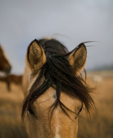 Golden Hour Horse Photography, Horse Close Up, Mustang Horse Aesthetic, Buckskin Horse Aesthetic, Farm Animal Photography, Horses Astethic, Horse Photography Ideas, Horse Buckskin, Pony Aesthetic