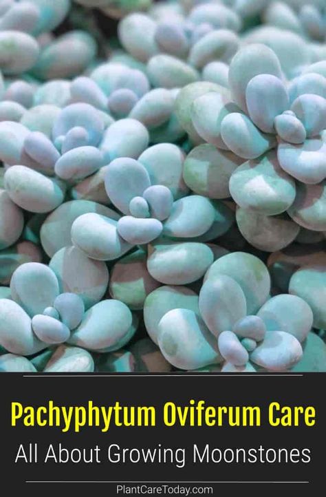 Pachyphytum Oviferum (Moonstone Plants) succulent, uniquely thick leaves, white stems, bluish-green leaves, vivid inflorescences. [DETAILS] Moonstone Plant, Moonstone Succulent, Repotting Succulents, Botanical Journal, Succulent Species, Potted Succulents, Cactus Care, Succulent Garden Diy, Propagating Succulents