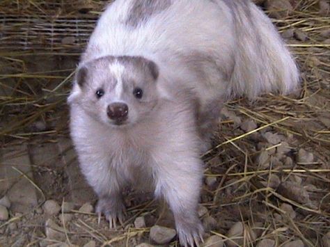 Smoke colored pet skunk Trash Animals, Stinky Cat, White Skunk, Baby Foxes, Baby Skunks, Dream Pet, Homesteading Ideas, Albino Animals, Animal Reference