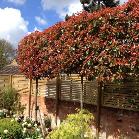 Pleached Photinia Red Robin, Screening Trees Uk, Perimeter Garden, Red Robin Tree, Screening Plants, Nursery Set Up, Bamboo Hedge, Romantic View, Photinia Red Robin