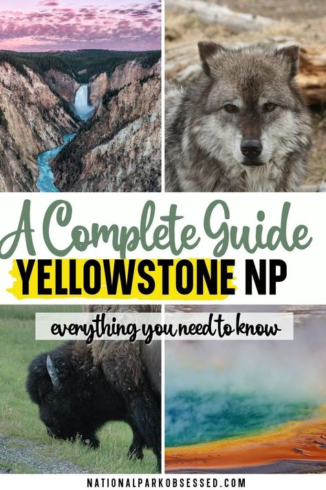 Are you planning a trip to Yellowstone National Park? Click here for the complete guide to visiting Yellowstone National Park written by a National Park Expert. how to get to Yellowstone national park airport near Yellowstone national park Yellowstone Wyoming national park Yellowstone national park in Idaho Yellowstone national park travel tips Yellowstone np Montana Yellowstone in Wyoming Yellowstone national park usa Yellowstone travel Yellowstone national park guide Yellowstone Wyoming, Yellowstone National Park Vacation, Yellowstone Vacation, Yellowstone Trip, Wyoming Travel, American National Parks, Visit Yellowstone, Itinerary Planning, National Park Vacation