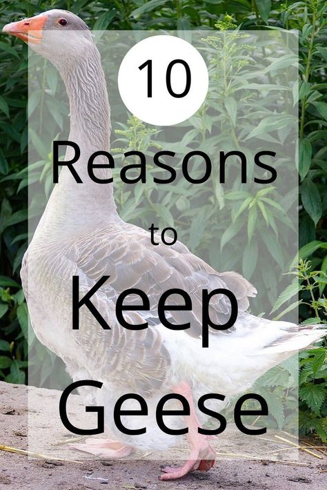 Goose Coop, Raising Geese, Sebastopol Geese, Geese Breeds, Raising Turkeys, Goose House, Coturnix Quail, Chicken Roost, Backyard Ducks