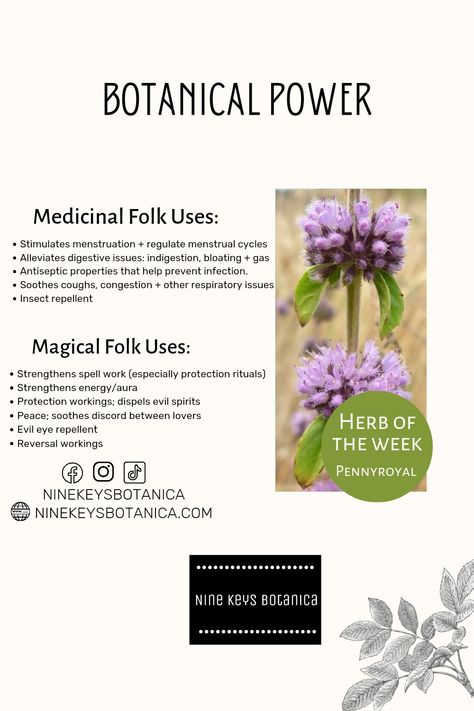 Powerful pennyroyal. This plant has a long history of holistic healing and magical properties. Penny Royal Plant, Pennyroyal Plant, Luciferian Witchcraft, Witches Garden, Aura Protection, Healing Remedies, Witch Garden, Magic Herbs, Natural Healing Remedies