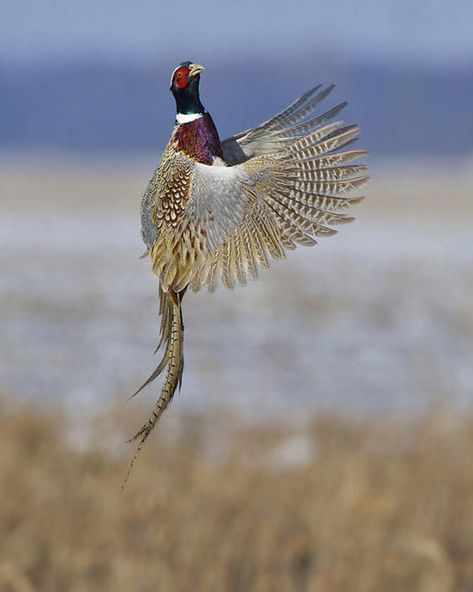 Upland Bird Hunting, Gamebirds, Ring Necked Pheasant, Animal Hunting, Deer Hunting Tips, Hawaii Wall Art, Hunting Art, Pheasant Hunting, Bird Hunting