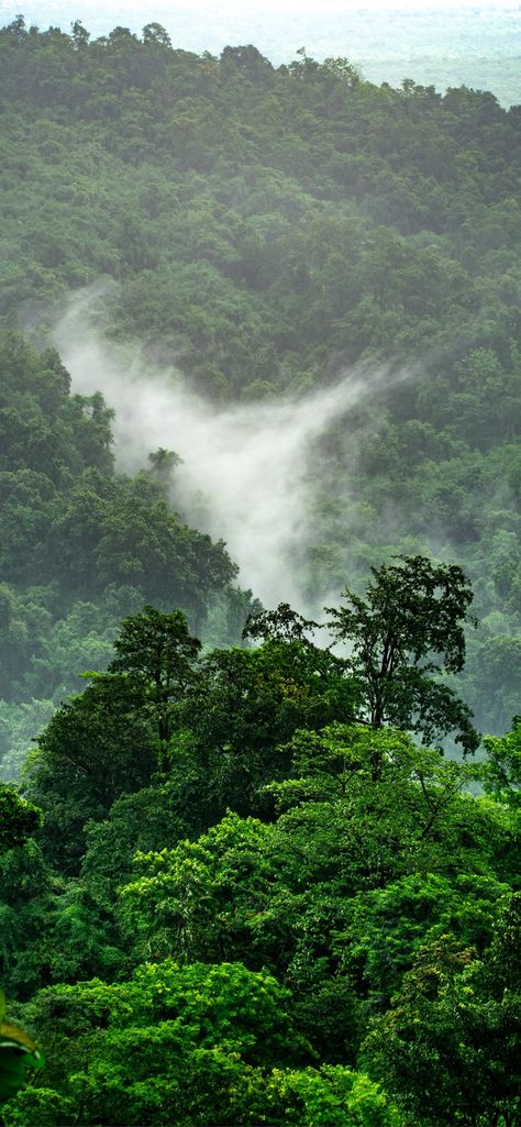 landscape photo of trees on mountain Forest Wallpaper Iphone, Phone Background Patterns, Forest Photos, Cellphone Wallpaper Backgrounds, Jungle Wallpaper, Forest Wallpaper, Rain Forest, Movie Wallpapers, Cellphone Wallpaper