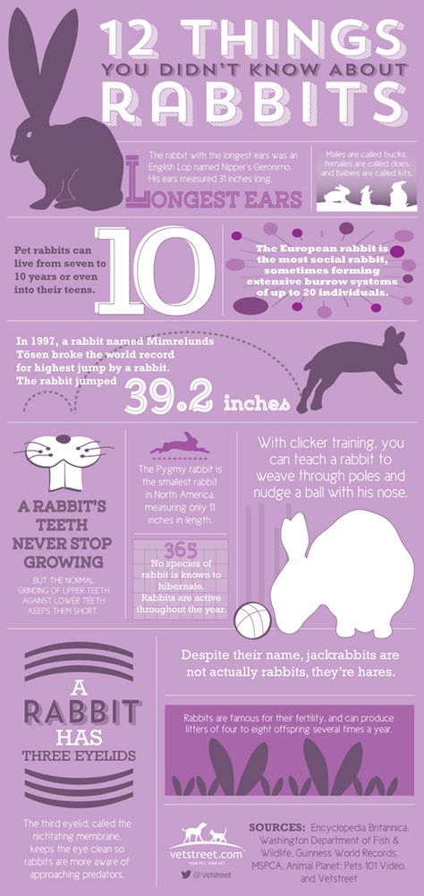 Just in time for Easter, check out vetstreet.com's infographic to learn 12 fun facts about bunnies and rabbits. Rabbit Facts, Rabbit Jumping, Pet Rabbit Care, Somebunny Loves You, Rabbit Names, All About Rabbits, Raising Rabbits, Pet Bunny Rabbits, Bunny Care