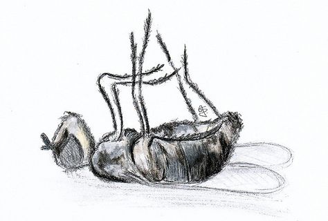 dead fly Fly Art Insect, Fly Drawing Easy, Fly Reference, Fly Sketch, Tim Burton Artwork, Dylan Core, Ashes Tattoo, Scary Bugs, Spider Web Drawing