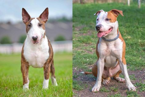 Bull Terrier Pitbull Mix: Info, Pictures, Facts, FAQs & More Pitbull Bull Terrier, Pitbull Types, Pitbull Mix Puppies, Mini Bull Terriers, American Pitbull, Lancaster Puppies, Pit Bull Terrier Mix, Bull Terrier Mix, English Bull Terriers