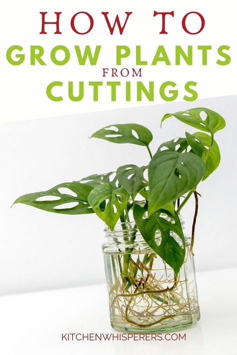 How To Grow Cuttings From Plants, Plants That Grow From Cuttings, Planting Propagated Plants, How To Propagate Money Plant, How To Take Cuttings From Plants, Wine Bottle Propagation, Growing Plants From Cuttings, Easy Plant Propagation, Plant Clippings In Water