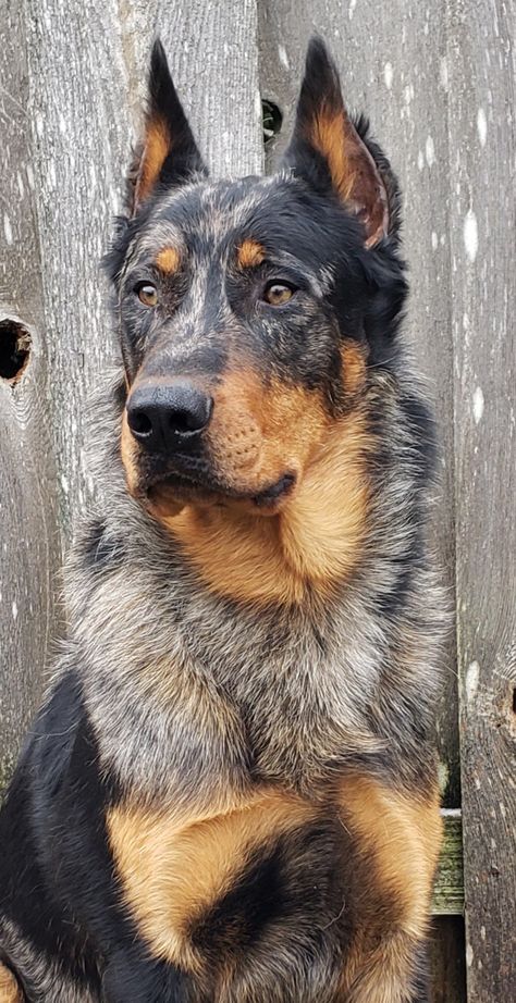 Merle Beauceron, Beauceron Dog Puppies, Beauceron Dog Harlequin, Beauceron Harlequin, Pretty Dog Breeds, Beauceron Puppy, French Shepherd, Beauceron Dog, Expensive Dogs