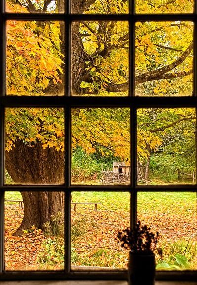 Picture it & Write creative writing prompt for March 22, 2015. An Open Window, Looking Out The Window, Window View, Autumn Beauty, Open Window, Through The Window, Lombok, Autumn Aesthetic, Mellow Yellow