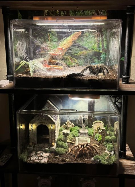 Beetle Enclosure, Bug Enclosure, Regal Jumping Spider Enclosure, Large Vivarium, Goth Snake Enclosure, Gothic Reptile Enclosure, Terrestrial Tarantula Enclosure, Pet Enclosures, Snake Cages