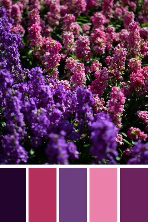 Vibrant Flower Bed: This image captures a flower bed bursting with pink and purple blooms. The rich and contrasting pink and purple color palette provides a vibrant and lively visual. Pink And Purple Color Palette, Color Scheme Generator, Lilac Fairy, Purple Color Combinations, Purple Color Palette, Color Generator, Flip Image, Blur Image, Purple Color Palettes