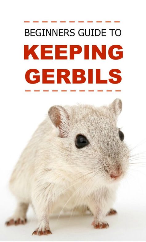 Gerbils can make fantastic pets for people of all ages, when you follow a few simple rules. If you're considering getting a gerbil then click here to learn more. Best Pets For Kids, Gerbil Toys, Gerbil Cages, Cute Cat Names, Hamster Cages, Akita Dog, Pocket Pet, Pet Blog, Gerbil