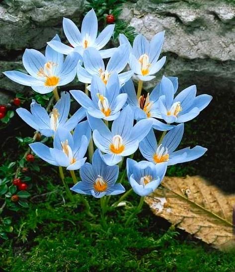 Saffron Seeds, Flowers Balcony, Seed Pots, Crocus Flower, Garden Plant Pots, Balcony Plants, Flower Bulbs, Flower Bomb, Chinese Garden