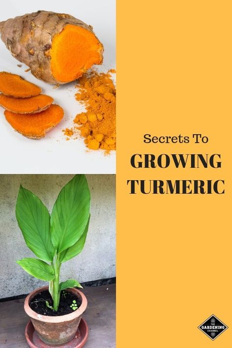 Learn how to grow and harvest your own turmeric from your garden, windowsill or container garden. Turmeric is a low-maintenance plant that is resilient to many problems and pests. Follow these gardening tips. #gardeningchannel #containergardening #indoorgardening Grow Turmeric, Slugs In Garden, Garden Pest Control, Low Maintenance Garden, Home Vegetable Garden, Hydroponic Gardening, Low Maintenance Plants, Olive Garden, Container Garden