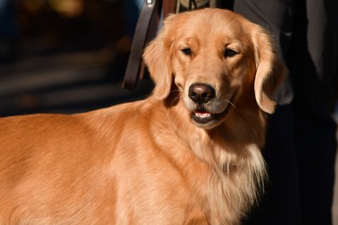 Laughter over grumpy golden retriever's expression—"Wrong side of the bed" Golden Retriever Owner, Popular Dog Breeds, Most Popular Dog Breeds, Purebred Dogs, Small Puppies, American Kennel Club, Pet Insurance, Popular Dog, Dog Feeding