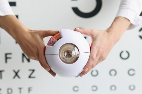 Photo ophthalmologist doctor holding par... | Premium Photo #Freepik #photo #eyesight #eyeball #ophthalmology #retina Eye Model, Eye Doctor, Iconic Photos, Vector Photo, Premium Photo, Health Care, Hold On, Stock Photos, Social Media