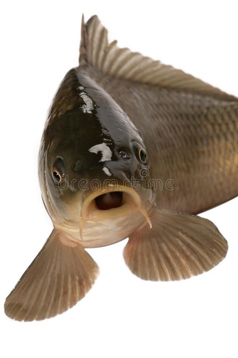 Carp Drawing, How To Catch Catfish, Carp Fishing Tips, Carp Rigs, Common Carp, Fish Sketch, Ap Drawing, Clay Fish, Fish Face