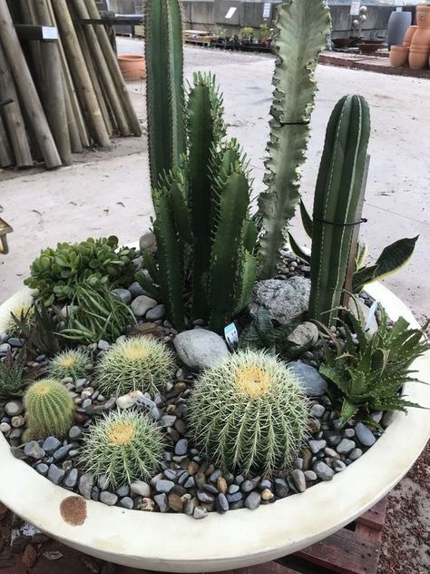 Cactus bowl Cactus Bowl Ideas, Cactus Dish Garden, Cactus Arrangements Planters, Jardin Cactus Exterior, Cactus In Pots Outdoor, Cactus Arrangements Ideas, Cactus Bowl, Mini Cactus Garden, Cactus Arrangement