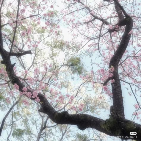 Pink Nature, Soft Pink Theme, Sea Wallpaper, Nothing But Flowers, Japan Aesthetic, Aesthetic Images, Nature Aesthetic, Images Gif, Pink Background