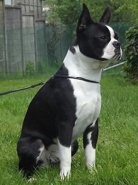 Baby Boston Terriers, Boston Bull Terrier, English Terrier, Boston Terrier Pug, Boston Terrier Funny, American Bull, Boston Terrier Love, Terrier Breeds, Boston Terrier Puppy