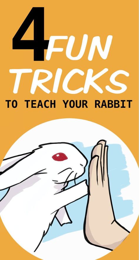 German Giant Rabbit, Diy Rabbit Treats Homemade, Tricks To Teach Your Rabbit, Rabbit Cage Setup Indoor, Fun Things To Do With Your Bunny, Diy Bunny Treats Recipes, Diy Bunny Cage Indoor House Rabbit Ideas, Bunny Treat Recipes, Bunny Tips And Tricks