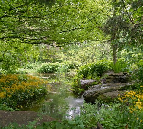 Stream Wetland Garden, Bog Gardens, Bog Garden, Fountains Backyard, Natural Pond, Sphagnum Moss, Garden Shrubs, Have Inspiration, Rain Garden