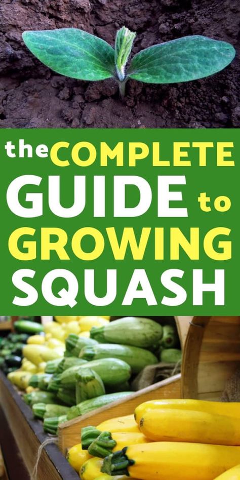 Growing Squash, Vegetable Garden For Beginners, Fall Garden Vegetables, Organic Vegetable Garden, Survival Gardening, Garden Veggies, Veg Garden, Home Vegetable Garden, Organic Gardening Tips