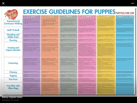 Exercise guide for puppies Puppy Culture, Exercise Poster, Puppy Schedule, Puppy Potty Training, Puppy Training Schedule, Puppy Room, Puppy Pads Training, House Training Puppies, Puppy House