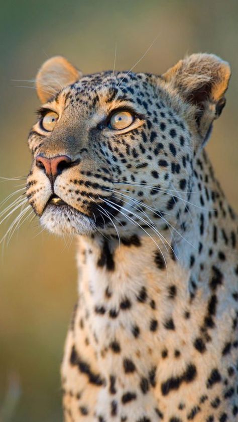 Jaguar Animal, Soya Mumu, Majestic Animals, African Wildlife, Large Cats, African Animals, Wildlife Animals, Animal Wallpaper, Animals Images