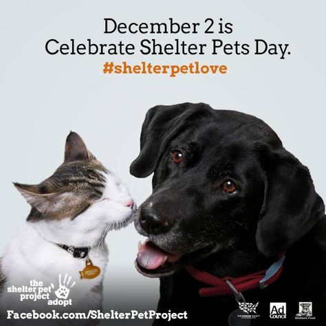 One Man’s Trash – Celebrate Shelter Pets Types Of Love, Rescue Pets, Pet Project, Akita Dog, Time To Live, Giving Tuesday, House Cat, Pet Day, Veterinary Clinic