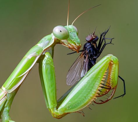 The Praying Mantis's Deadly Precision 🔥 The deadly precision of the praying mantis! This fearsome predator is known for its unique hunting technique, using its powerful forelimbs to snatch its prey with lightning speed. #prayingmantis #predator #nature #insects #hunting Orchid Praying Mantis, Prey Mantis, Mantis Tattoo, Oc Concept, Ap Portfolio, Praying Mantis, Plague Doctor, Drawing Ideas, Bugs