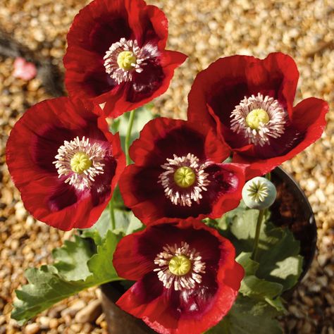 Poppy 'Cherry Glow' - Hardy Annual Seeds - Thompson & Morgan Planting Poppy Seeds, Poppy Flower Seeds, Breadseed Poppy, Growing Poppies, Indoor Flowering Plants, Edible Seeds, Annual Flowers, Colorful Plants, Rare Flowers