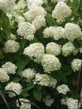 Hydrangea Limelight Hydrangea Limelight, Hydrangea Paniculata Limelight, Hardy Hydrangea, Hydrangea Pink, Types Of Hydrangeas, Half Sun, Flower Balls, Hydrangea Quercifolia, Panicle Hydrangea