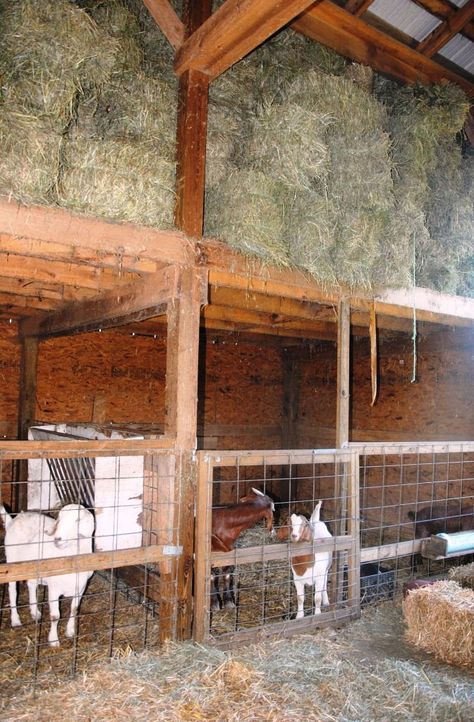 Hay storage - similar to what I want in the middle section of my barn Barn Stall Ideas, Goat Farming Ideas, Goat Shed, Barn Layout, Goat Pen, Goat Shelter, Hay Storage, Farming Ideas, Barn Stalls