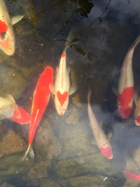 Koi Fish And Lily Pads, Pond Fish Drawing, Coi Fish Aesthetic, Koi Fish In A Pond, Koi Fish Cute, Koi Fish Pfp Aesthetic, Fish In A Pond, Coy Fish Pond, Koi Fish Swimming