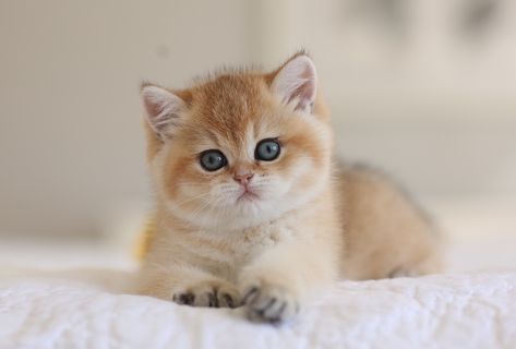 Golden Kitten, Cute British Shorthair Kittens, British Short Hair Cats And Kittens, Golden British Shorthair Kitten, Golden Tabby, Blue Golden Shaded British Shorthair, British Longhair Cat Golden, British Shorthair Kittens, Kitten Wallpaper