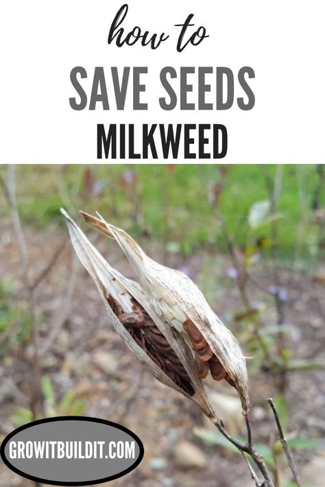 This guide will show you how simple it is to not make your garage/house/basement look like an exploded pillow factory when harvesting milkweed seed.  It works great, and I've come to the conclusion that this is the best method to save Asclepias  (milkweed) seed. Milkweed Seed Pod, Wildflower Crafts, How To Save Seeds, Gardening Therapy, Raising Butterflies, Butterfly Ideas, Milkweed Pods, Monarch Butterfly Garden, Save Seeds