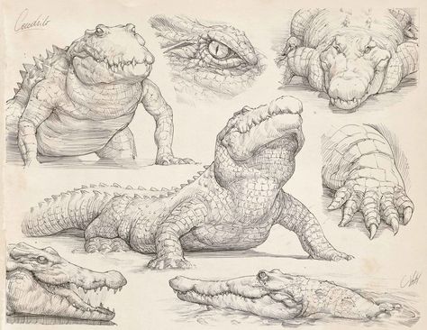 ArtStation - Pencil studies, Francisco Vasquez Pencil Studies, Crocodile Illustration, Concept Art Landscape, Alligators Art, Animal Drawings Sketches, Animal Study, Art Study, Drawing Studies, Dinosaur Art