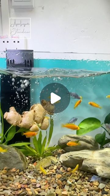 Aqua Layouts on Instagram: "use ginger for fish tank #fish #fishtank #fishlover #aquarium #aqualayout #layout #reels #foryou" Retro Fish Tank, Aqua Plants Fish Tanks, Ranchu Goldfish Tank, Ranchu Gold Fish Tank, Zebra Danio Fish Tank, Ginger Benefits, Aquarium Fish, Fish Tank, Ginger