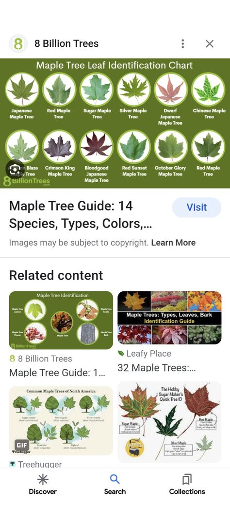 Maple Leaf Meaning, Dryad Oc, Leaf Identification Chart, Tree Leaf Identification, Maple Tree Seeds, Cabin Landscape, Japanese Red Maple, Leaf Identification, Red Maple Tree