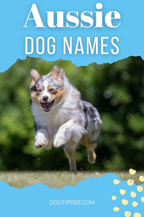 Aussie Dog Names, Dog Symbolism, Puppy Girl Names, Boy Puppy Names, Girl Dog Names Unique, Black Tri Australian Shepherd, Aussie Doodle Puppy, Australian Shepherd Names, Black Dog Names